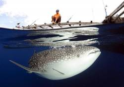 Whale Sharks ( Rhincodon Typus ) Gather Under Fishing Platforms To Feed From Fishermens Nets , Papua , Indonesia
