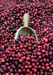 Fresh Cranberries In A Farm Market .