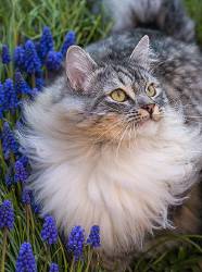 Indoor RagaMuffin Breed Enjoying The Outdoors And Wind Blowing Its Mane
