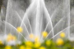 Butchart Gardens Ross Fountain And Spring Flowers