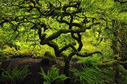 Butchart Gardens Cedar Trees In The Japanese Garden