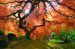 Maple Tree , Portland Japanese Garden , Portland , Oregon , USA .