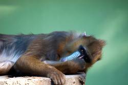 Vulnerable Mandrill ( Mandrillus Sphinx )