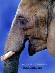 Lisa Loucks Christenson