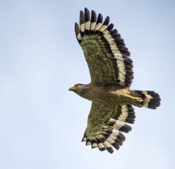 Crested Serpent Eagle ( Spilornis Cheela ) From Tabin , Sabah , Borneo .