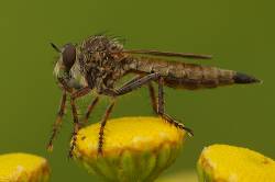 Machimus Cingulatus