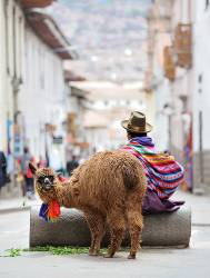 Man In Colorful Peruvian Outfit And Hat , Sitting With His Llama In Downtown Cuzco , Peru . Llama Has Funny Expression .