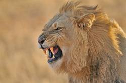 Close-up Of Male African Lion (Panthera Leo) Showing The Flehmen Response, Kalahari Desert, Kgalagadi Transfrontier Park, South Africa
