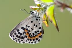 Chequered Blue Butterfly, Scolitantides Orion,  Mainland Europe Including Portugal, Spain, France, Switzerland, Italy And Greece; It Is Also Recorded In The Balkans, Russia And Southern Scandinavia, Lycaenidae Family Of Gossamer-winged Butterflies,