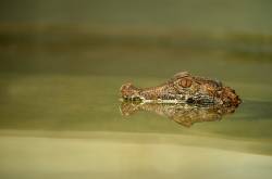 Cuviers Dwarf Caiman, Paleosuchus Palpebrosus, South America, Captive, Laying In Water, Reflection, Smallest Species Of Crocodilian, And Thought To Be The Most Primitive, IUCN Red List, Lower Risk