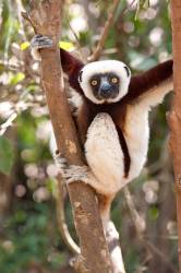Coquerel’s Sifaka, Propithecus Coquereli, Climbing In Tree, Lemur Park, Nr Antananarivo, Madagascar, Endangered (EN) On The IUCN Red List, And Listed On Appendix I Of CITES