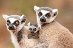 Ring Tailed Lemur, Lemur Catta, Berenty National Park, Madagascar, Pair Of Females Together With Young Baby 3-4 Weeks Old