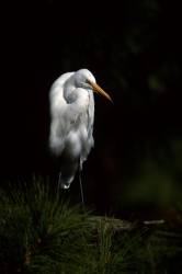 Great Egret ( Ardea Alba) Perched In Pine Tree