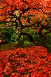 Fall Color And Japanese Maple In The Portland Japanese Garden In Washington Park In Portland Oregon