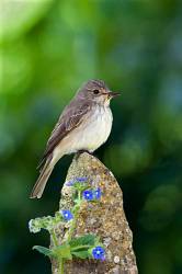 Spotted Flycatcher (Muscicapa Striata) With Fly In Bill, On Post With Blue Alkanet Flowers, Somerset, England