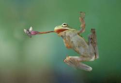 A Green Tree Frog Perched On A Pane Of Glass Catching A Common House Fly With Its Long , Prehensile Tongue