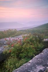 Sunrise View Of Mountain Sh And The Allegheny Front. Bear Rocks Preserve, West Virginia