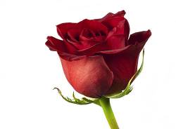 Red Rose