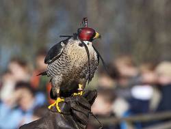 Peregrine Falcon (falco Columbarius Peregrinus)wearing Hood