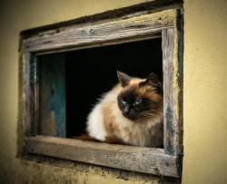 A Snapshot Of Animal Barn Window - Valea Plopului Village , Prahova County , Romania