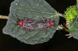 Cotton Stainer