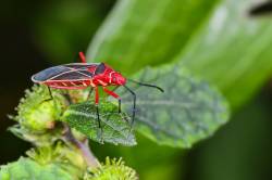 Cotton Stainer