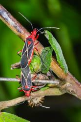 Cotton Stainer
