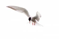 Common Tern In Flight