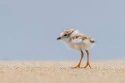 Piping Plover Chick Just Hatched