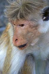 SRI LANKA , Dambulla Cave Temple ( Golden Temple ) , Macaque Monkey At Site
