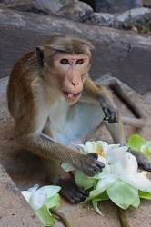 SRI LANKA , Dambulla Cave Temple ( Golden Temple ) , Macaque Monkey Eating Flower Offerings At Site