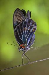 Great Mormon, Papilio Memnon, Butterfly.