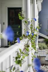 Rustic Farm House Porch Detail With Morning Glory, Derry, New Hampshire, USA