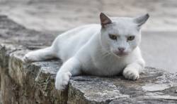 White Cat Resting