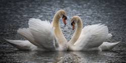 Mute Swans Performing Their Courtship Display
