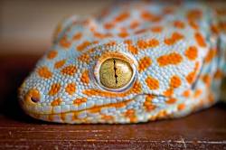 Mature, Male Tokay Gecko, Gekko Gecko.