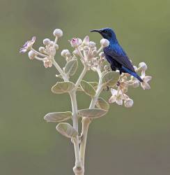 Purple Sunbird ( Cinnyris Asiaticus ) On A Sodom Apple Plant ( Callotropis Procera ) , Rajasthan , India .