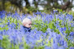 A Young Boy Takes The Opportunity To Sit Amongst A Spectacular Display Of Bluebells.  It Is The First Time He Has Ever Seen So Many Bluebells.