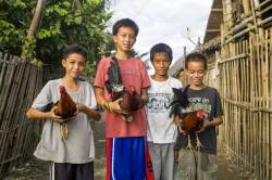 Filipino Teenage Boys Proudly Display Their Fighting Gamecocks At Cadiz City, Negros Occidental Island, Philippines.