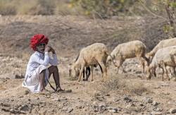 Shepherd In Rajasthan, India.
