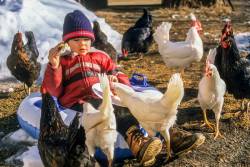 Four Year Old Boy Trying To Eat Is Bothered By Chickens In Plainfield, NH, USA.