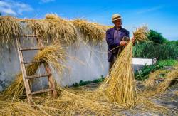 An Elderly Azorian Man Binds Straw Into Bundles To Be Used As Roof Thatching And Floor Brooms In Praia Do Norte, Faial Island, Azores. 35mm Slide Scan Best Used At Lower Res. Digital Scan Available.