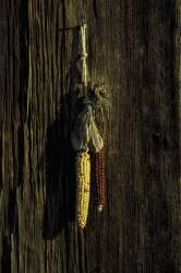 Yellow And Red Dried Indian Corn Hangs From A Nail On An Old, Brown, Weathered Board Wall.