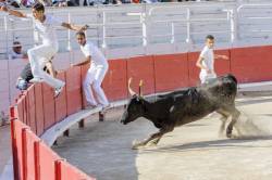Traditional Gentle Bullfight In Arles, South Of France (people Are Rarely Injured And The Bulls Are Not Killed)