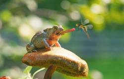 A Hurter’s Spadefoot Toad, Scaphiopus Hurterii, Attempting To Snare A Meadowhawk Dragonfly. Hurter’s Spadefoot Toads Are Rare And Endangered.