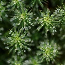 Polytrichum Moss, Penny Rock Wood