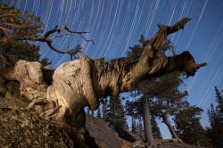 Star Trails Over Wind-warped Tree Near Dream Lake, Rocky Mountain National Park, Colorado