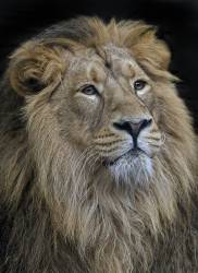 Asiatic Lion (panthera Leo Persica)
