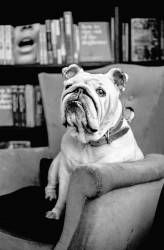 Modesty The Bulldog, In Her Favourite Armchair At The Society Club In Soho
