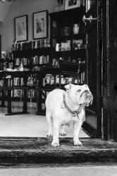 Modesty The Bulldog, Minding The Shop At The Society Club, Soho